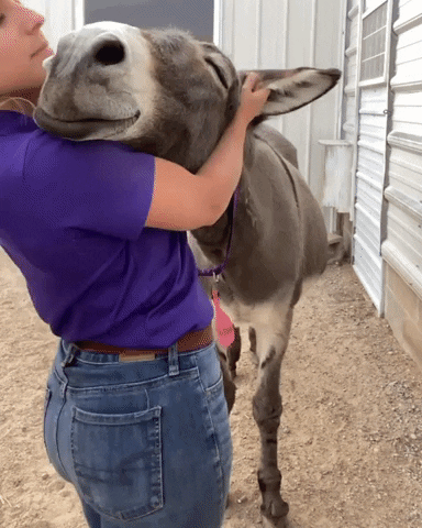 Lucas_LKMedia giphyupload cuddle GIF