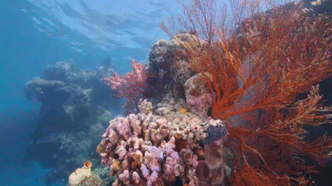 ExperienceCo giphygifmaker diving underwater coral GIF