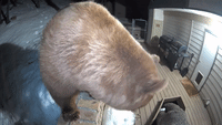 Bear Sniffs Security Camera