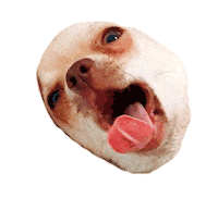kikobossdog puppy troll chihuahua tongeouttuesday Sticker