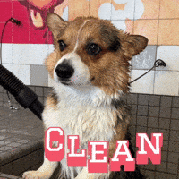 Corgi Milo GIF
