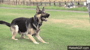 german GIF