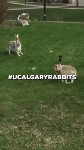 ucalgary GIF by University of Calgary