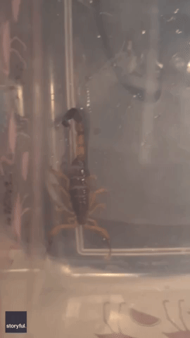 Irish Woman Finds Scorpion Stowaway After Returning From African Vacation