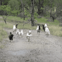 Chicken Running GIF