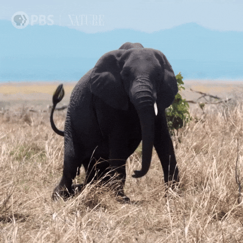 Tired Mom GIF by Nature on PBS