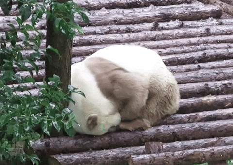 ehdgus1211 giphyupload GIF