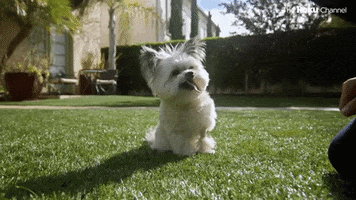 Barkitecture GIF by The Roku Channel