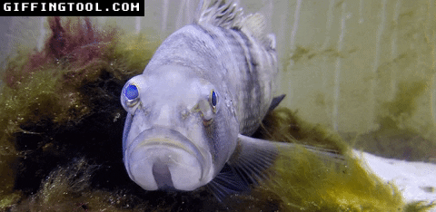 giphyupload GIF