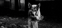 akira kurosawa dog GIF by Maudit