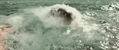 sony home ent GIF by The Shallows