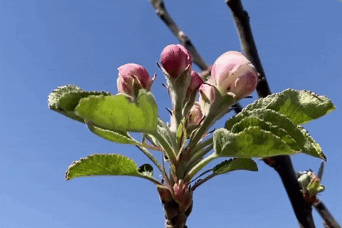 Apple Tree Pink GIF by Essentially Pop