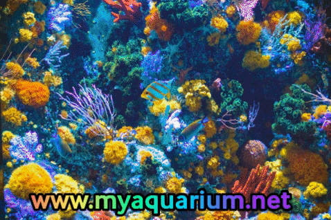 MyAquarium giphygifmaker aquarium GIF