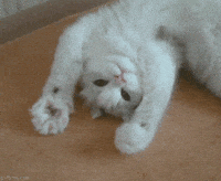 hello GIF