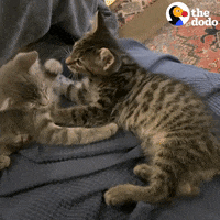 Cats Licking GIF by The Dodo