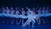 Swanlake GIF by English National Ballet