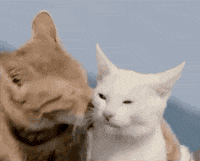 Cats Licking GIF