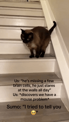 cuteanimalland giphyupload GIF