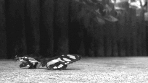 black and white butterfly GIF