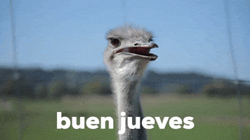 Feliz Jueves GIF by Sealed With A GIF