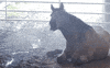 horse lol GIF by Nebraska Humane Society