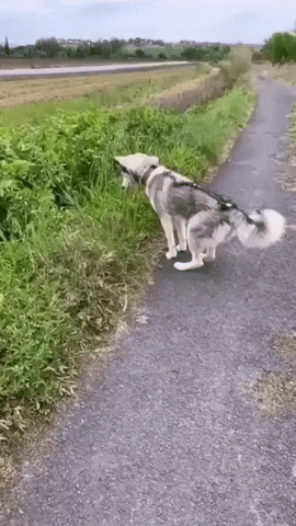 cuteanimalland giphyupload GIF