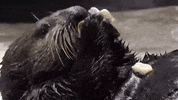 Sea Otter GIF by Georgia Aquarium