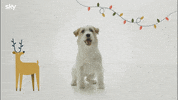 Film Natale GIF by Sky Italia