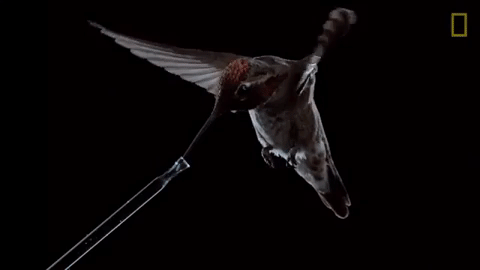slow motion hummingbird GIF by Nat Geo Wild