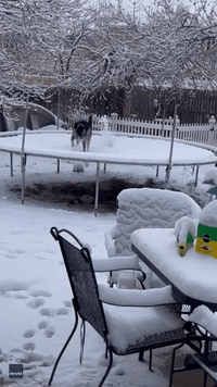 Energetic Dog Bounces on Snow-Covered Trampoline in Denver