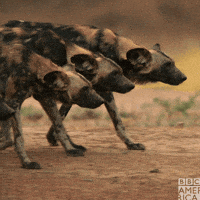 Wild Dogs GIF