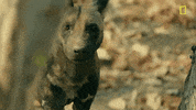 Nat Geo Savage Kingdom GIF by National Geographic Channel