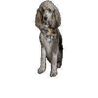 Poodle Ghibli Sticker by Geekster Pets