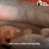 Small Dogs Dog GIF by The Dodo