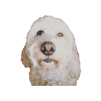 Dog Queen Sticker