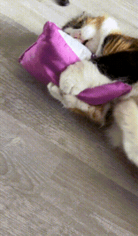 Livthecalico giphygifmaker giphygifmakermobile munchies hungry cat GIF