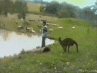 kangaroo GIF