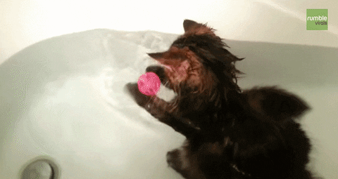 bath playing GIF