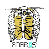 ANFIBIOSIBIZA diver divemaster anfibio anfibios Sticker