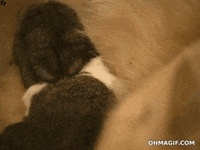 rabbit love GIF