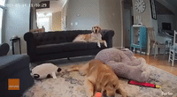 Stoic Dog Keeps Her Cool While Sibling Plays
