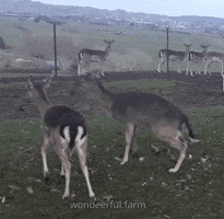 Deer Jumping GIF by Wondeerful farm