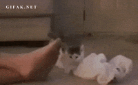 cat feet GIF