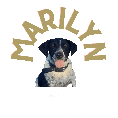 Black Truffle Dogs Sticker by Trufas del Nuevo Mundo for iOS & Android