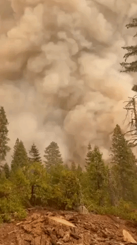 'Time to Run': California's KNP Complex Fire Grows to Nearly 80,000 Acres