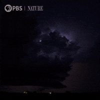 Pbs Nature Storm GIF by Nature on PBS