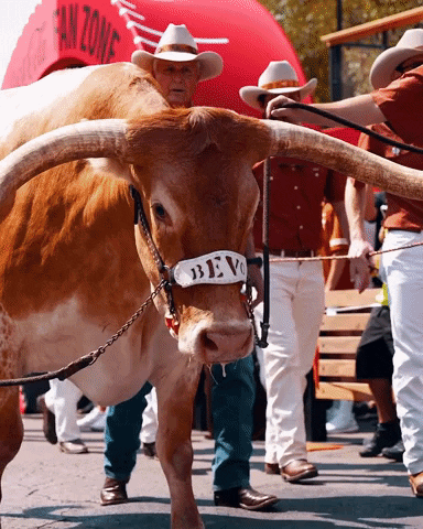 Texas Football Bevo GIF by Texas Longhorns