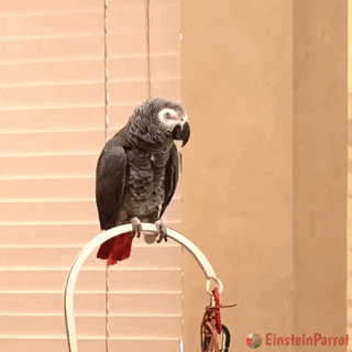 EinsteinParrot  GIF