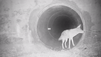 Badger and Coyote Seen Traveling Together in Highway Culvert