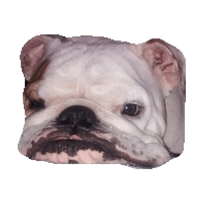 bulldog GIF by imoji